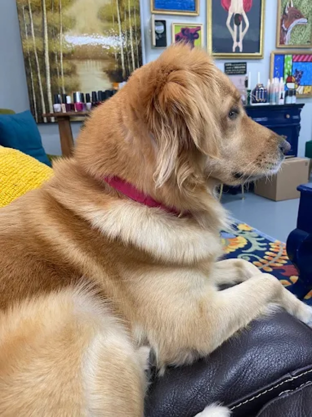 Dog portrait