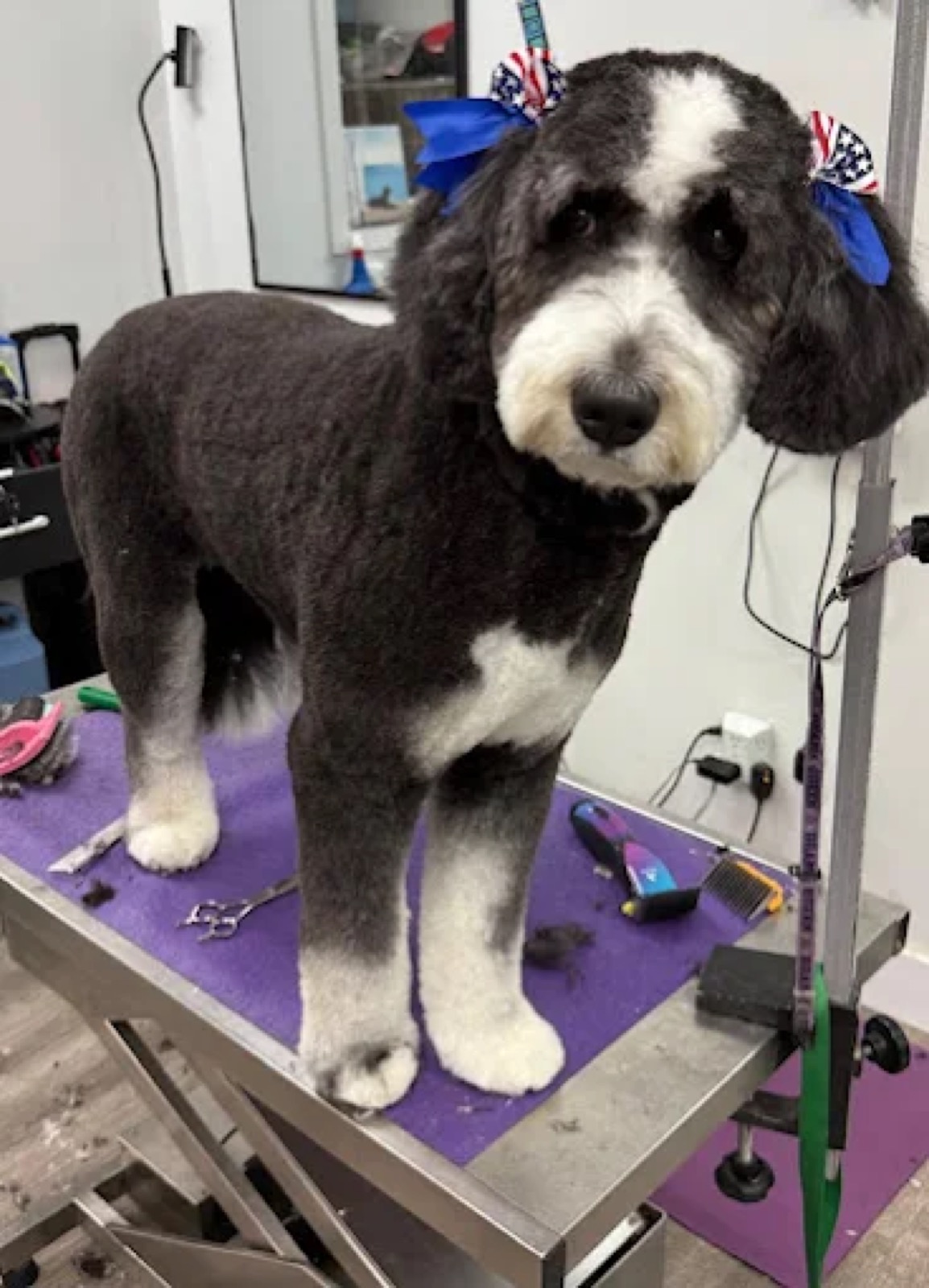 Smiling dog after a bath
